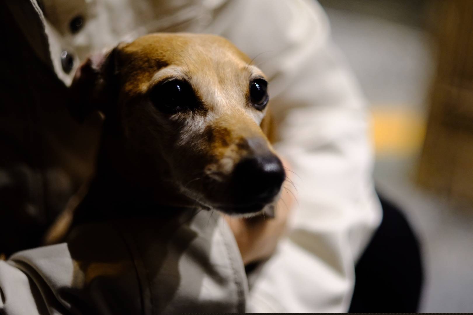 {"sha1":"761805b208ec5b42db216772e530f1732747560b","ext":"jpg"}